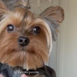 French Bulldogs and Yorkshire Terriers from Twinkle Paws Frenchies and Yorkies
