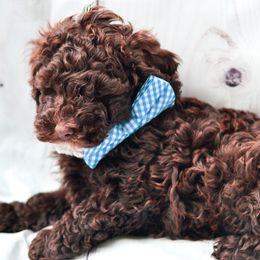 Cockapoo Puppies from Cockapoo to You