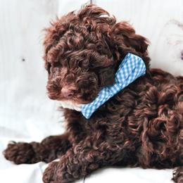 Cockapoo Puppies from Cockapoo to You