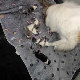 Collie Puppies from Jolly Collies