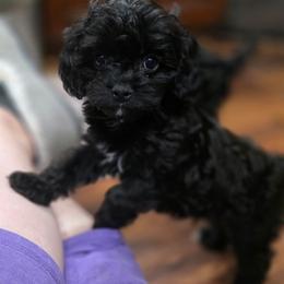 Jordan - Black and white male Cavapoo puppy in Seymour, Missouri from Fairview's Precious Pups