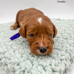 Nerds - Red  female Goldendoodle puppy in Sunman, Indiana from Brunsman Country Doodles LLC