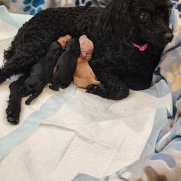 Poodle puppies from Dusty Lane Ranch