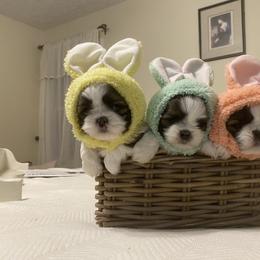 Shih Tzu Puppies from Tiny Bubbles Shih Tzus