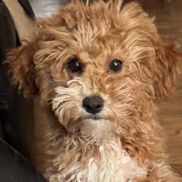 Noelle (Gray) - Red  female Goldendoodle puppy in Newaygo, Michigan from West Michigan Doodles and Poodles