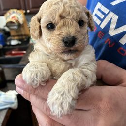 Blue boy - Cream male Poodle puppy in Phoenix, Arizona from La Petite poodle