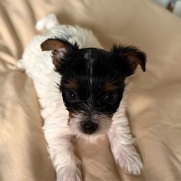 Maple (Mint Collar) - Parti female Yorkshire Terrier puppy in Riverbank, California from Yorkie_Wonderland and Stud Services