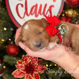 Noelle - Orange Collar - Red female Cavapoo puppy in South Jordan, Utah from Simply Sweet Paws. LLC