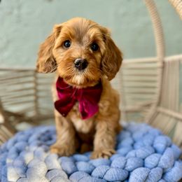 Wednesday - Caramel female Australian Labradoodle puppy in Morgan Hill, California from Loving Labradoodle