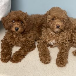Poodle Puppies from Red Toy Poodles