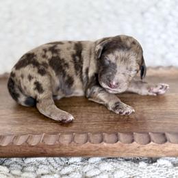 Harley - Merle female Goldendoodle puppy in Dayton, Ohio from Perks Court Doodles