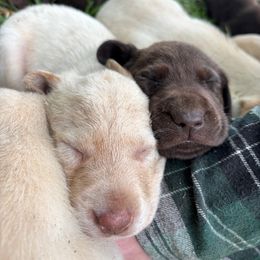 Labrador Retriever Puppies from Clinton Etheridge