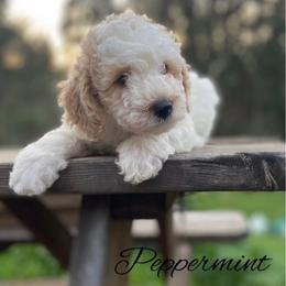 Girl 1 - White female Bernedoodle puppy in Pismo Beach, California from Beach Bernedoodles