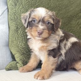 Beach Ball 🌊 - Red merle male Aussiedoodle puppy in Granbury, Texas from Triple Cross Doodles