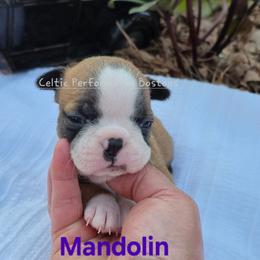 Girl 1 - Red female Boston Terrier puppy in Griffin, Georgia from Celtic Kennel Bostons