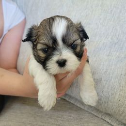 Hachi - Tricolor male Shih Tzu puppy in Alpine, Utah from Mimi's Shih Tzus