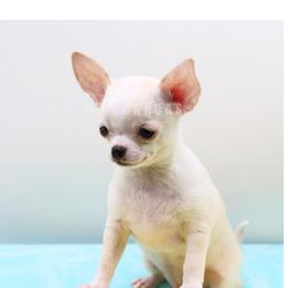 Boy 1 - Cream and white male Chihuahua puppy in Tulsa, Oklahoma from H-3 Chihuahuas