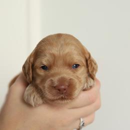 Blue - Apricot male Australian Labradoodle puppy in Williamstown, New York from Lewis Manor Labradoodles