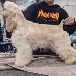 Cocker Spaniel All Grown Up from Livengood Cockers