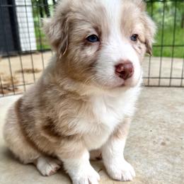 Icy - Red merle female Australian Shepherd puppy in Texas from Legendary Canines