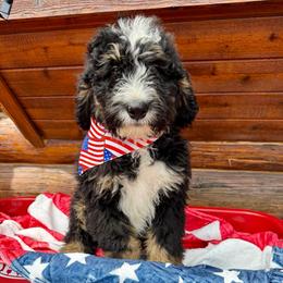 Yellow Male - Tri-color male Bernedoodle puppy in Priest River, Idaho from HooDoodles