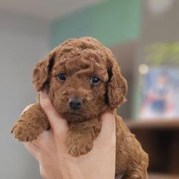 Mini - Red female Cavapoo puppy in Glendale, Arizona from Cool Cavapoos