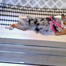 Miniature American Shepherd All Grown Up from Wx Kennels