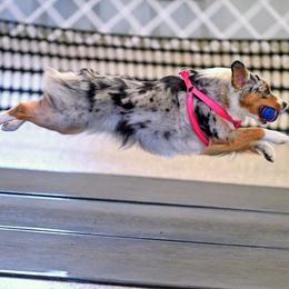Miniature American Shepherd All Grown Up from Wx Kennels