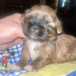 Shih Tzu Puppies from The Lion dog Shih Tzu
