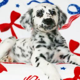 Orange - White and black female Dalmatian puppy in Cottage Grove, Oregon from Hidden Hills Dalmatians