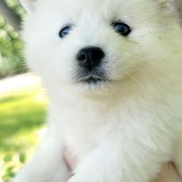 Pomskies from Tender Care Kennels