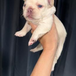 Purple collar - Cream female French Bulldog puppy in Port Charlotte, Florida from Cloud Nine Ranch Bullies