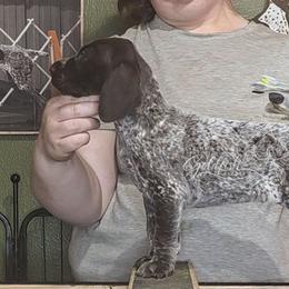 Ranchu - Liver roan male German Shorthaired Pointer puppy in Kenai, Alaska from LakeHaus Kennels