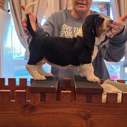 Sallie - Black brown and white female Basset Hound puppy in Greenleaf, Idaho from Happy Acre Bassets