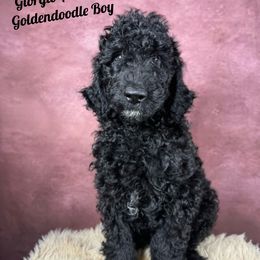 Giorgio Armani - Black male Goldendoodle puppy in Grove, Oklahoma from Guinn Family Farms