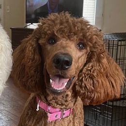 Poodles from Purfect Poodles