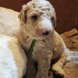 Agatha - Apricot female Labradoodle puppy in Fostoria, Michigan from North Country Kennel Club