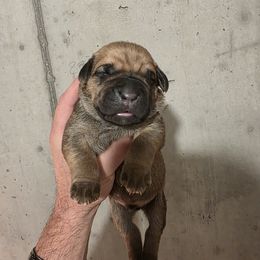 Boy 1 - Fawn male Cane Corso puppy in Vernal, Utah from Diamond Ridge Cane Corsos