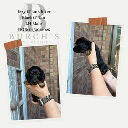 Boy 1 - Black and tan male Dachshund puppy in Bridge City, Texas from Burch’s Mini Weenies