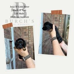 Boy 1 - Black and tan male Dachshund puppy in Bridge City, Texas from Burch’s Mini Weenies