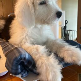 GRETA - Black and white female Old English Sheepdog puppy in Charlo, Montana from Heavenly Hilltop Farm