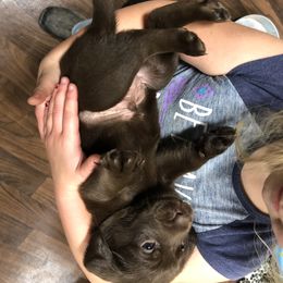 Dilute Retriever and Labrador Retriever Puppies from CKB Labradors