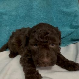 Boy 2 - Brown male Lagotto Romagnolo puppy in Akron, New York from Almar Lagotto