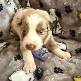 Marsha - Red merle female Australian Shepherd puppy in Atkinson, Illinois from Diamond Ridge Aussies