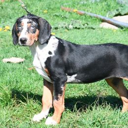 Darling - Catahoula Leopard Dog puppy in Potsdam, New York from Spot On Catahoula Leopard Dogs