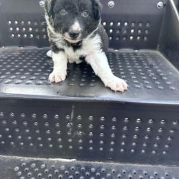Frankincense aka Frankie - Black and white male Border Collie puppy in Keller, Texas from Bordercollieblues