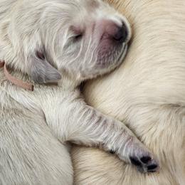 Miss Pink - Light golden female Golden Retriever puppy in Phoenix, Maryland from Tamarind Goldens