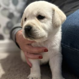 Labrador Retriever Puppies from Flashylabs