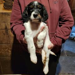 Boy - Blue belton and tan (tri-color) male English Setter puppy in New York from Kay's English Setters