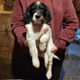 Boy - Blue belton and tan (tri-color) male English Setter puppy in New York from Kay's English Setters